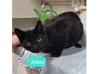 Adopt Ethan a Domestic Shorthair / Mixed (short coat) cat in Richmond