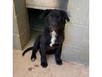 Adopt Baloo a German Shepherd Dog / Labrador Retriever / Mixed dog in Clinton