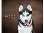 Adopt Aries a Black - with White Husky / Mixed dog in Somerset, PA (41523887)