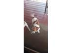 Adopt Cleatus a White - with Brown or Chocolate Jack Russell Terrier / Mixed dog