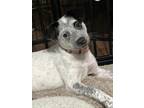 Adopt Cersei Henson a White - with Black Australian Shepherd / Mixed Breed