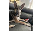 Adopt Jax a Brown/Chocolate - with Black German Shepherd Dog / Mixed dog in