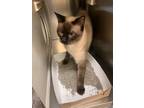 Adopt Max-A-Million 55486 a Brown or Chocolate Siamese / Mixed (short coat) cat