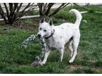Adopt Kris (Foster or Adopter Needed!) a Husky / Mixed dog in Westwood