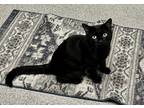 Adopt Keith a All Black Domestic Shorthair (short coat) cat in Whitehall