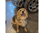 Adopt Bella a Black Shepherd (Unknown Type) / Border Collie dog in Charlotte