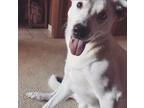 Adopt Kale a White Australian Shepherd / Great Pyrenees / Mixed dog in Houston