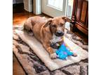 Adopt Beni a Tan/Yellow/Fawn American Pit Bull Terrier / Australian Cattle Dog /