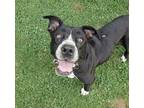 Adopt Zuyria a Gray/Silver/Salt & Pepper - with White Boxer / Pit Bull Terrier /