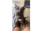 Adopt Jax a Gray/Silver/Salt & Pepper - with White American Pit Bull Terrier /