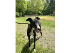 Adopt Whitney a Black Greyhound / Mixed dog in Swanzey, NH (41523760)