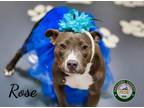 Adopt 24-05-1575 Rose a Pit Bull Terrier / Mixed dog in Dallas, GA (41523797)