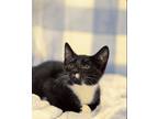 Adopt Doc Holliday a Black & White or Tuxedo Manx (short coat) cat in Columbus