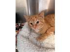 Adopt Bugsy a Domestic Shorthair / Mixed cat in Knoxville, TN (41523818)