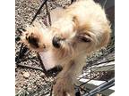 Adopt Ruffy a White - with Tan, Yellow or Fawn Mutt / Terrier (Unknown Type