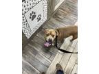 Adopt Ocho a Brown/Chocolate - with White American Pit Bull Terrier / American