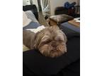 Adopt Widdle Warrick a Brown/Chocolate Shih Tzu / Mixed dog in Phoenix