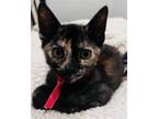 Adopt Turtle a American Shorthair / Mixed cat in Pensacola, FL (41523013)