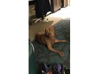 Adopt Tj a Tan/Yellow/Fawn - with White American Pit Bull Terrier / American