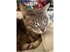 Adopt Ash a Cream or Ivory (Mostly) Domestic Shorthair (short coat) cat in