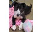 Adopt SISSY a Labrador Retriever / Border Collie dog in Bradenton, FL (41523573)