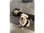 Adopt Pogo a White - with Black Bull Terrier / Mixed Breed (Medium) / Mixed dog