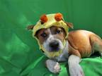 Adopt Shirley a Bedlington Terrier / Labrador Retriever / Mixed dog in Cardiff