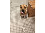 Adopt Buddy a Tan/Yellow/Fawn Boxer / American Pit Bull Terrier / Mixed dog in