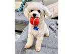 Adopt Smokey a White Poodle (Miniature) / Mixed dog in Corona, CA (41523570)