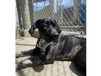 Adopt Forest a Staffordshire Bull Terrier / Coonhound / Mixed dog in Kelowna