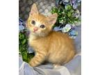 Adopt 2/29/24 - Rory a Domestic Shorthair / Mixed (short coat) cat in