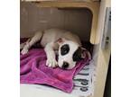 Adopt Whopper a White - with Brown or Chocolate Pointer / Shepherd (Unknown