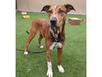 Adopt Zuma a Catahoula Leopard Dog / German Shepherd Dog / Mixed dog in