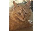 Adopt Pippin a Orange or Red Domestic Longhair / Mixed (long coat) cat in