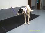 Adopt a White Border Collie dog in Jourdanton, TX (41523487)