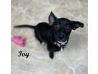 Adopt Ivy a Mixed Breed (Medium) / Mixed dog in Neillsville, WI (41523546)