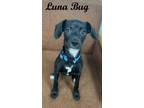 Adopt Luna Bug a Mixed Breed (Medium) / Mixed dog in Neillsville, WI (41523545)