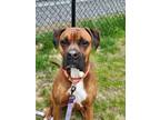 Adopt Squidward a Tan/Yellow/Fawn Boxer / Mixed Breed (Medium) / Mixed (short