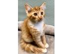 Adopt Cheddar a Orange or Red (Mostly) Domestic Shorthair (short coat) cat in