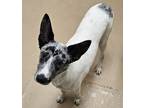 Adopt Koda a White Australian Shepherd / Australian Cattle Dog / Mixed (short