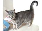 Adopt Frankie a Gray or Blue Domestic Shorthair / Mixed Breed (Medium) / Mixed