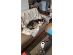 Adopt Milo a Tricolor (Tan/Brown & Black & White) Australian Shepherd / English