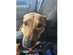 Adopt Jack jack a Tan/Yellow/Fawn Mutt / Mixed dog in Weatherford, TX (41523227)