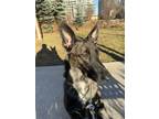 Adopt Mocha a Brindle - with White Dutch Shepherd / Belgian Shepherd dog in