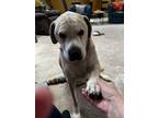 Adopt Bo a White - with Tan, Yellow or Fawn Labrador Retriever / Shar Pei /