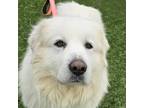 Adopt Magnus a Brindle Great Pyrenees / Mixed Breed (Medium) / Mixed (short