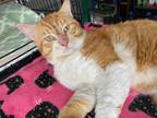 Adopt Sunsugar a Orange or Red Tabby Domestic Shorthair (short coat) cat in