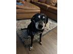 Adopt Bo a Black - with White Beagle / Labrador Retriever / Mixed dog in Laurel
