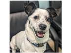 Adopt Loki a White - with Black Jack Russell Terrier / Mixed dog in Eustis