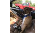 Adopt Kunai a Tan/Yellow/Fawn - with White American Pit Bull Terrier / Mixed dog
